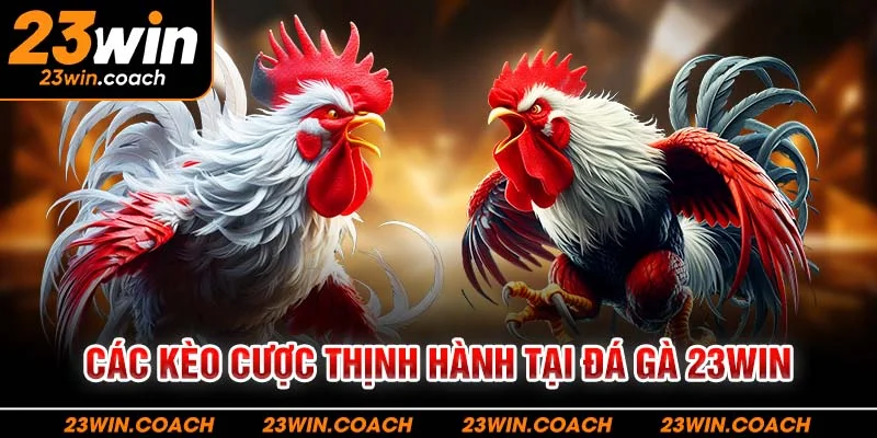Đá Gà 23Win 4 Các kèo cược thịnh hành tại đá gà 23WIN