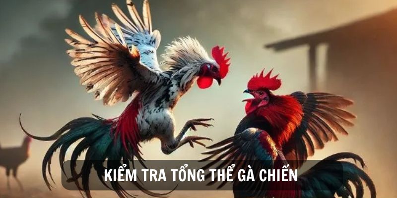 Hướng Dẫn Cách Chọn Gà Đá Chuẩn Bách Chiến Bách Thắng 2 Kiểm tra tổng thể ngoại hình là cách chọn gà đá hiệu quả
