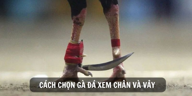 Hướng Dẫn Cách Chọn Gà Đá Chuẩn Bách Chiến Bách Thắng 3 Xem chân vảy của gà để đánh giá sức mạnh