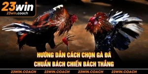 Hướng Dẫn Cách Chọn Gà Đá Chuẩn Bách Chiến Bách Thắng