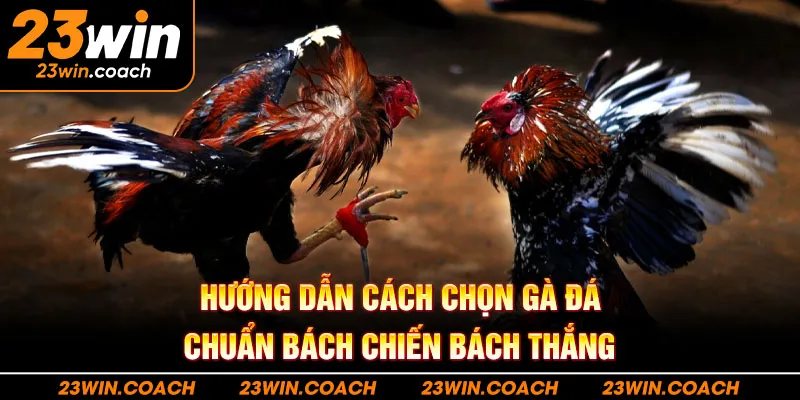 Hướng Dẫn Cách Chọn Gà Đá Chuẩn Bách Chiến Bách Thắng