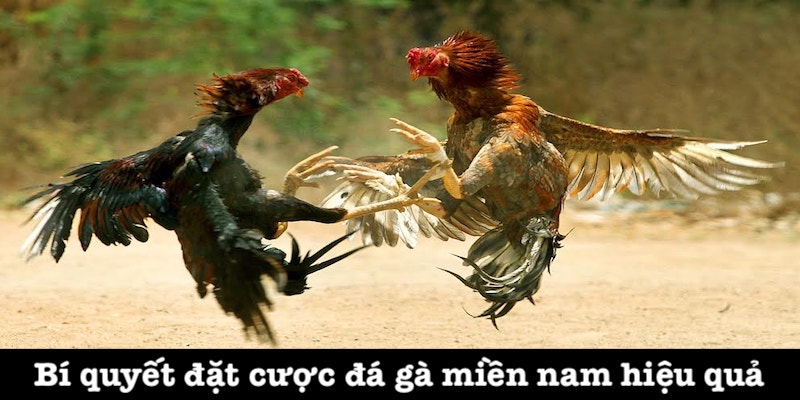 Cập nhật đầy đủ quy định luật đá gà Miền Nam chi tiết nhất 4 Kinh nghiệm chơi đá gà miền nam chuẩn