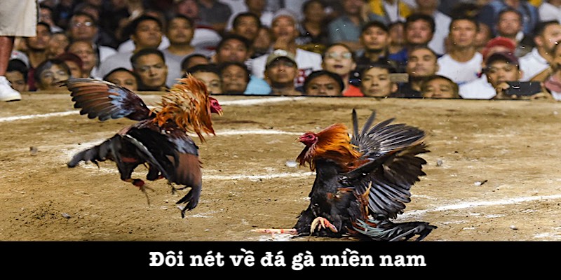 Cập nhật đầy đủ quy định luật đá gà Miền Nam chi tiết nhất 2 Giới thiệu đá gà miền nam