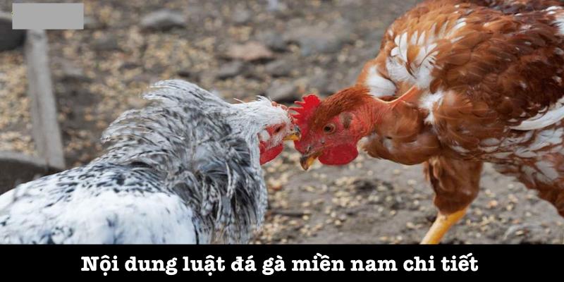 Cập nhật đầy đủ quy định luật đá gà Miền Nam chi tiết nhất 3 Luật đá gà miền nam chi tiết và chính xác