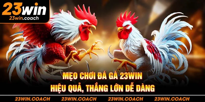 Đá Gà 23Win 5 Mẹo chơi đá gà 23WIN hiệu quả, thắng lớn dễ dàng