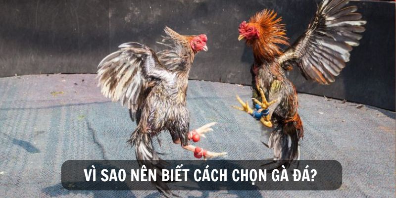 Hướng Dẫn Cách Chọn Gà Đá Chuẩn Bách Chiến Bách Thắng 4 Vì sao nên tìm hiểu cách chọn gà đá hay?